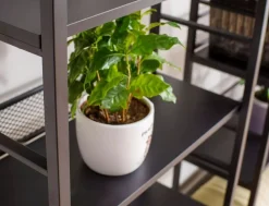 Signal Komody*Regał Raw R5